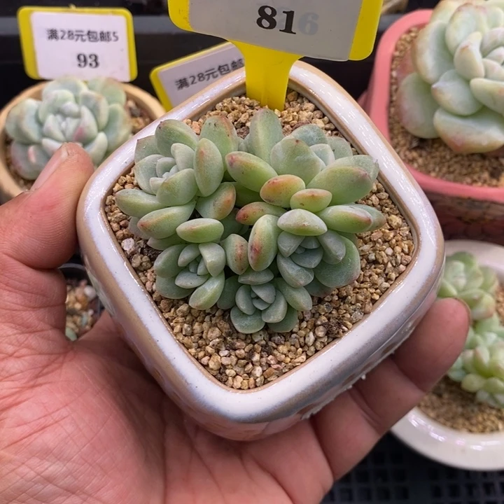 581冰玉群，6➕头多肉