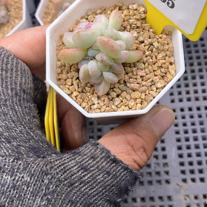 【闪购商品】喃**语865冰玉