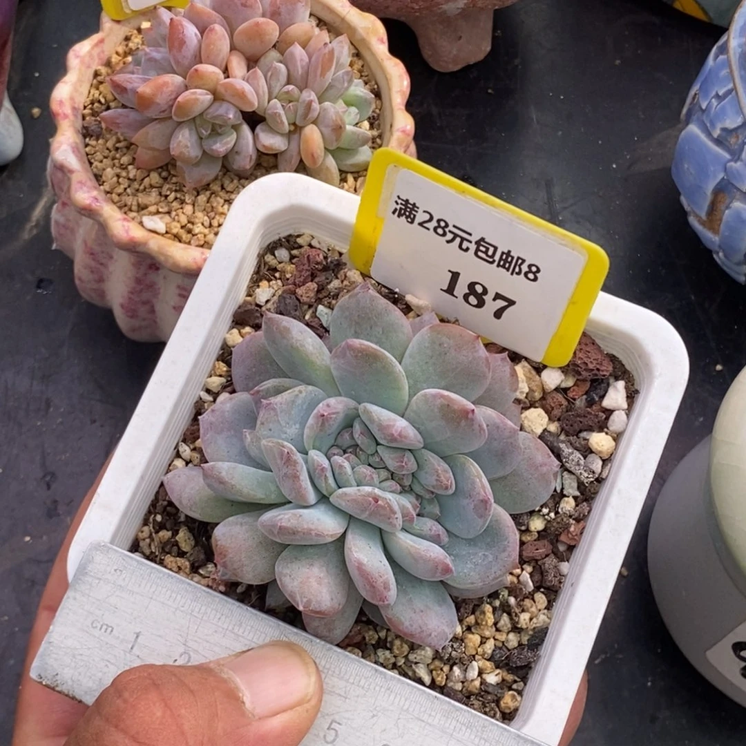 8187星影缀化多肉植物