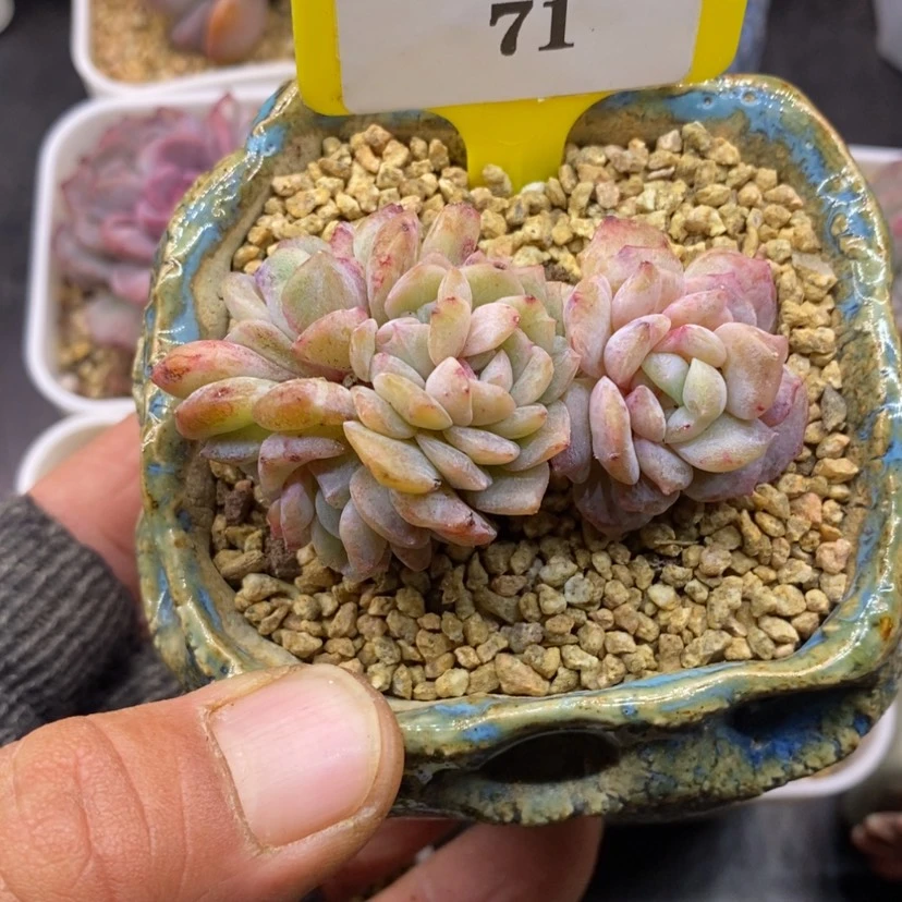 【闪购商品】嗨****！1371纯爱石化脱土多肉