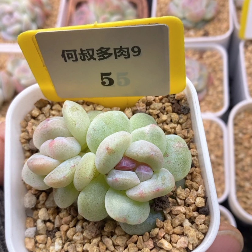 【闪购商品】曾*95冰玉石化，多肉
