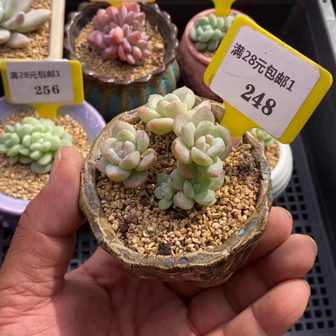 1248丸叶冰玉小树5头