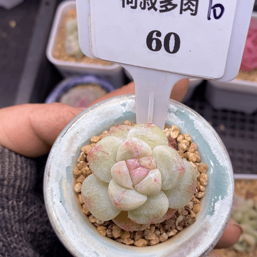 【闪购商品】用****81060冰玉石化多肉， 脱土