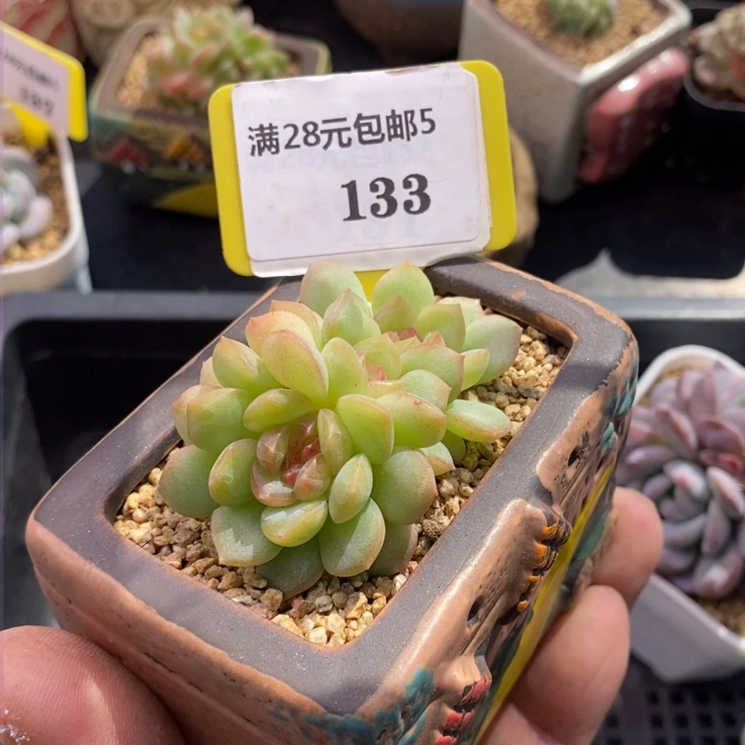 5133琴心缀多肉植物