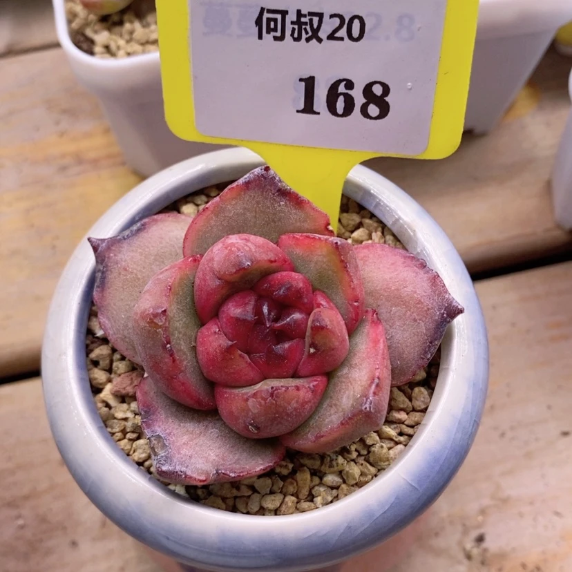 【闪购商品】F*李20168脱土，巴松多肉