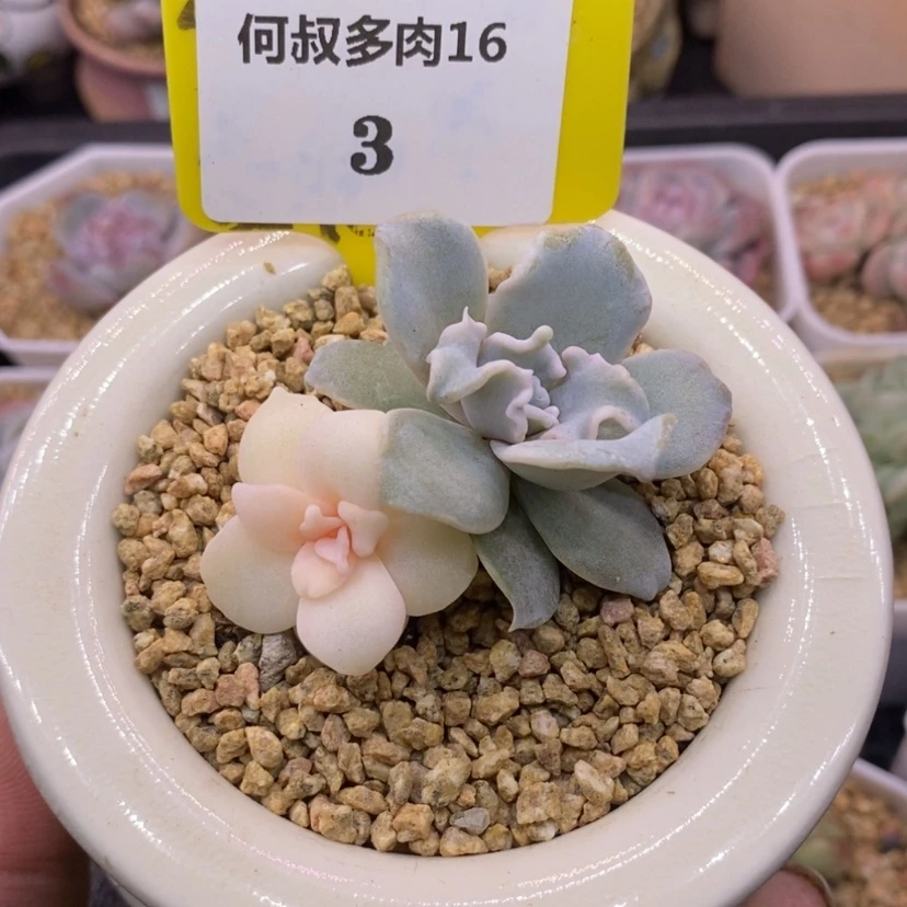 【闪购商品】w*w163饺子皮,白方