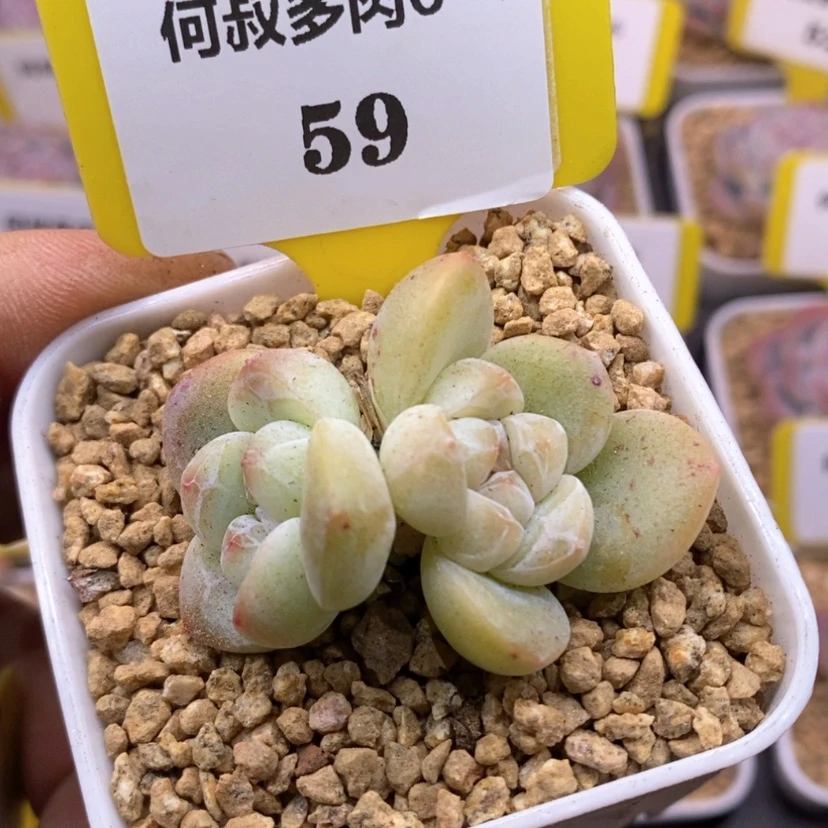 【闪购商品】╰****麻659冰玉