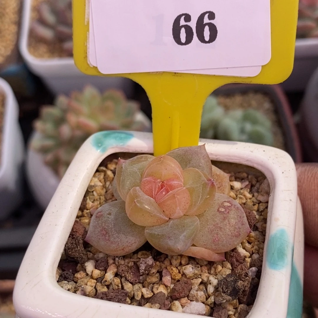 266半甜珍妮单头多肉