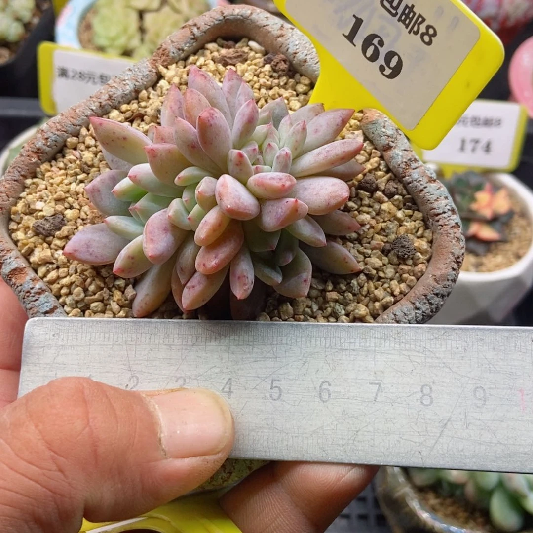 8169星影缀化多肉植物