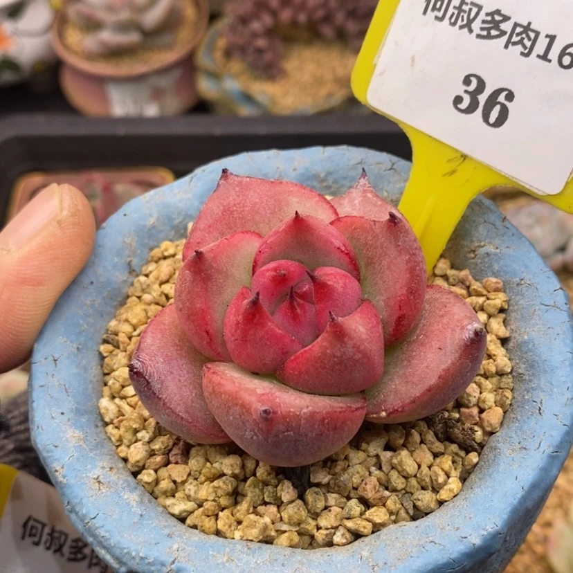【闪购商品】1636脱土，巴松多肉
