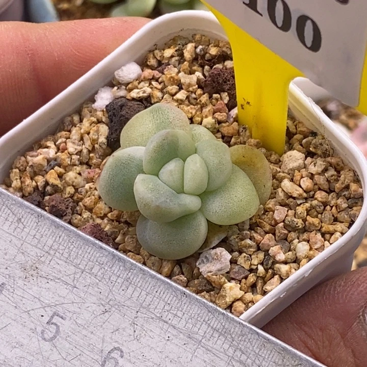 5100冰玉石化锦多肉植物