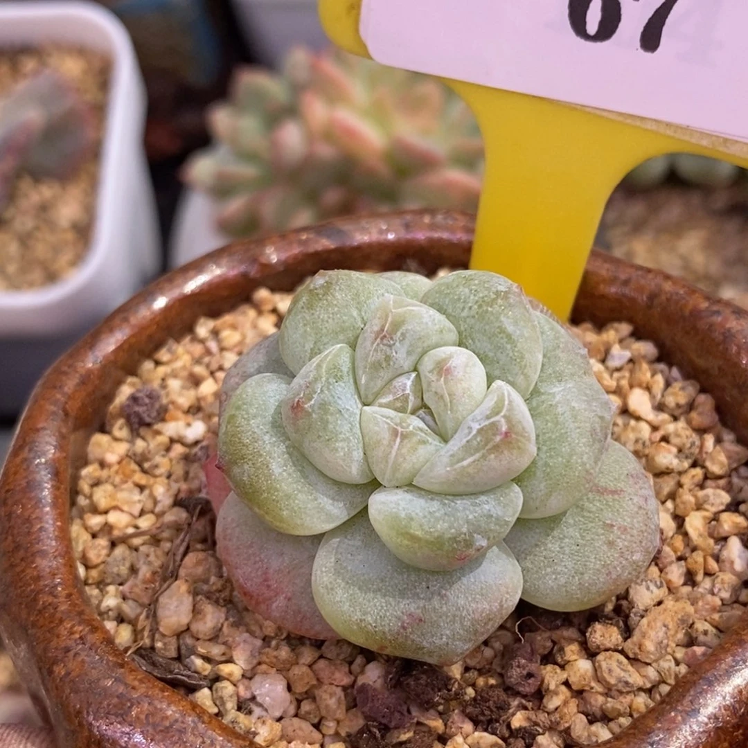 267精控冰玉石化单头