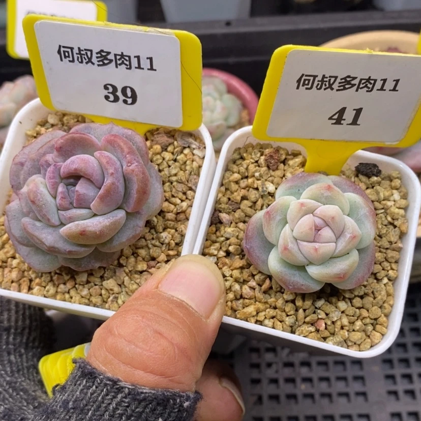 【闪购商品】?*吖1139.1141冰魄石化，多肉