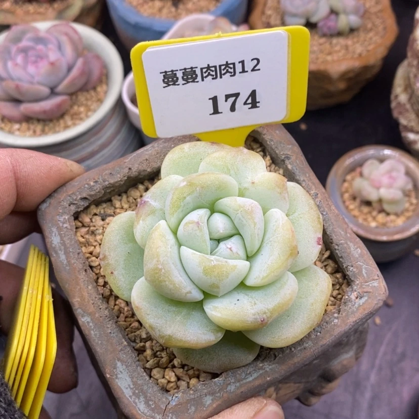【闪购商品】?12174冰玉石化,脱土多肉