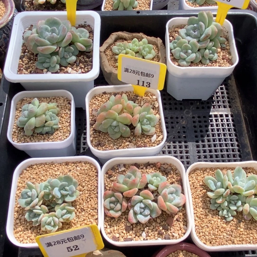 冰***i9.41.96.113冰玉多肉植物