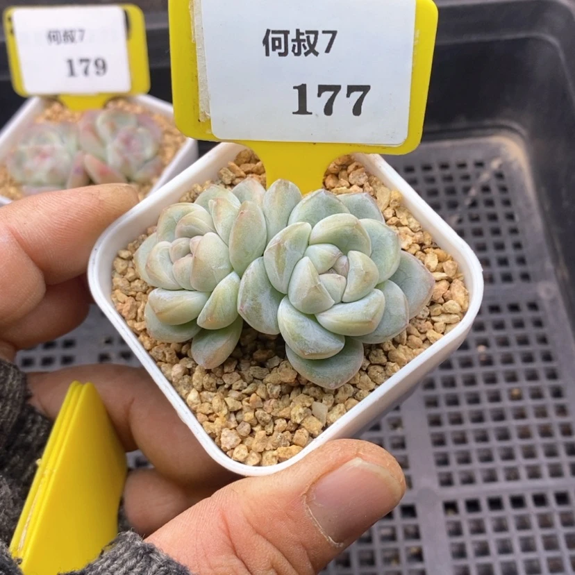 【闪购商品】l****F7177冰玉