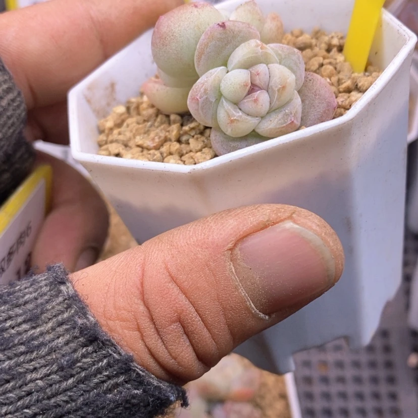 【闪购商品】啊*。6111冰玉