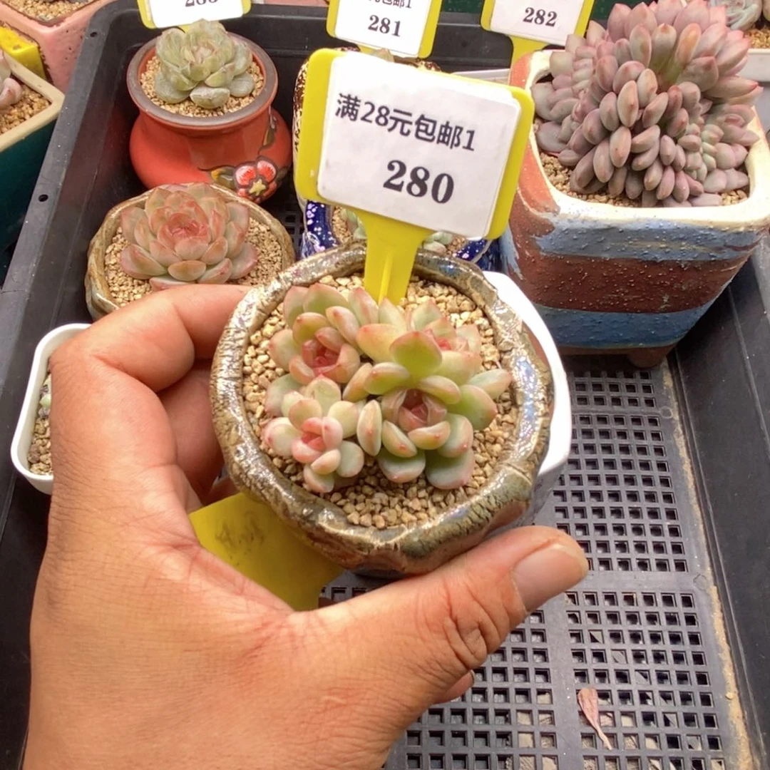 苏**福1280琴心趴地四头多肉植物