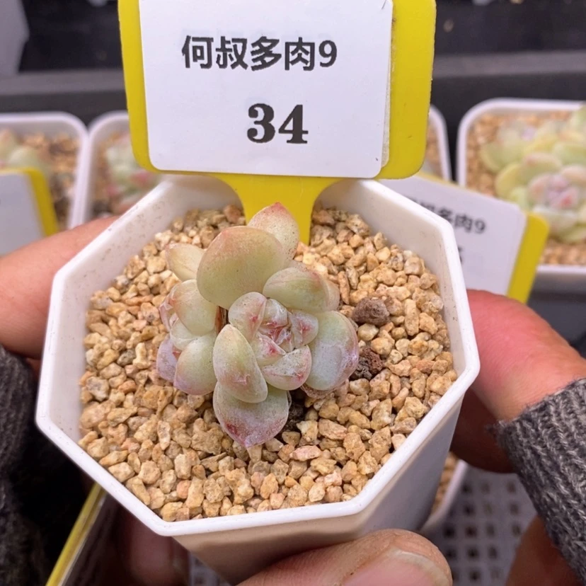 【闪购商品】用****8934冰玉