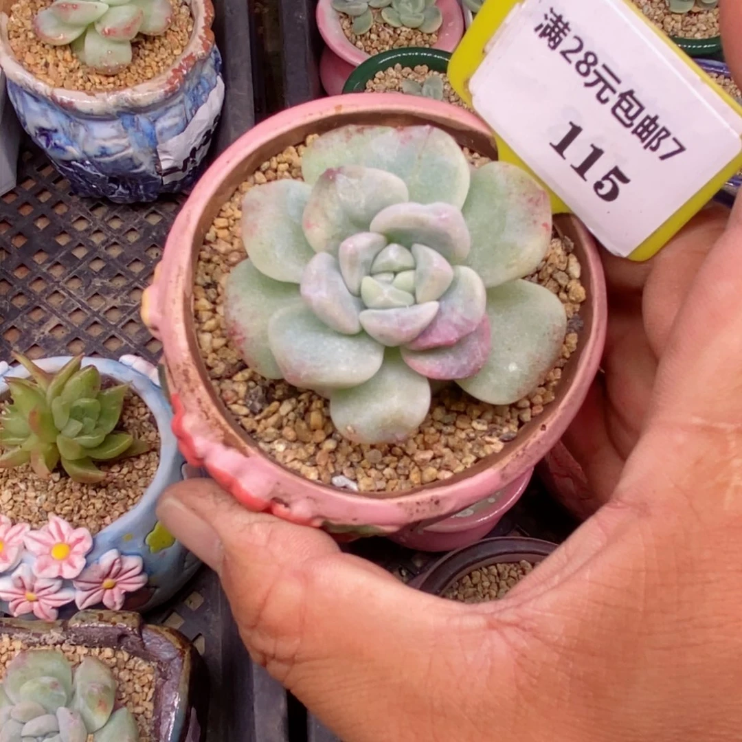 7115冰玉石化单头多肉植物