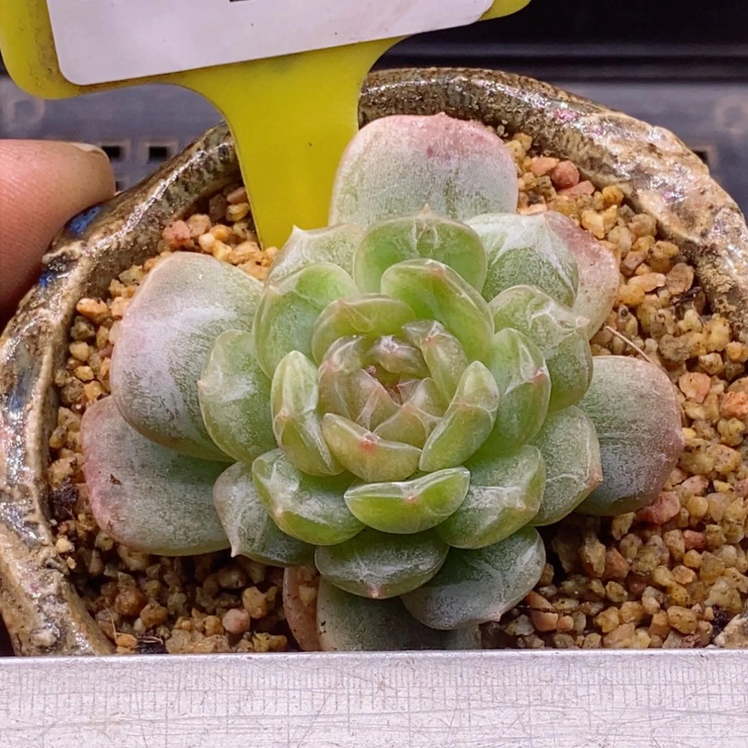 7107精控白恋多肉植物
