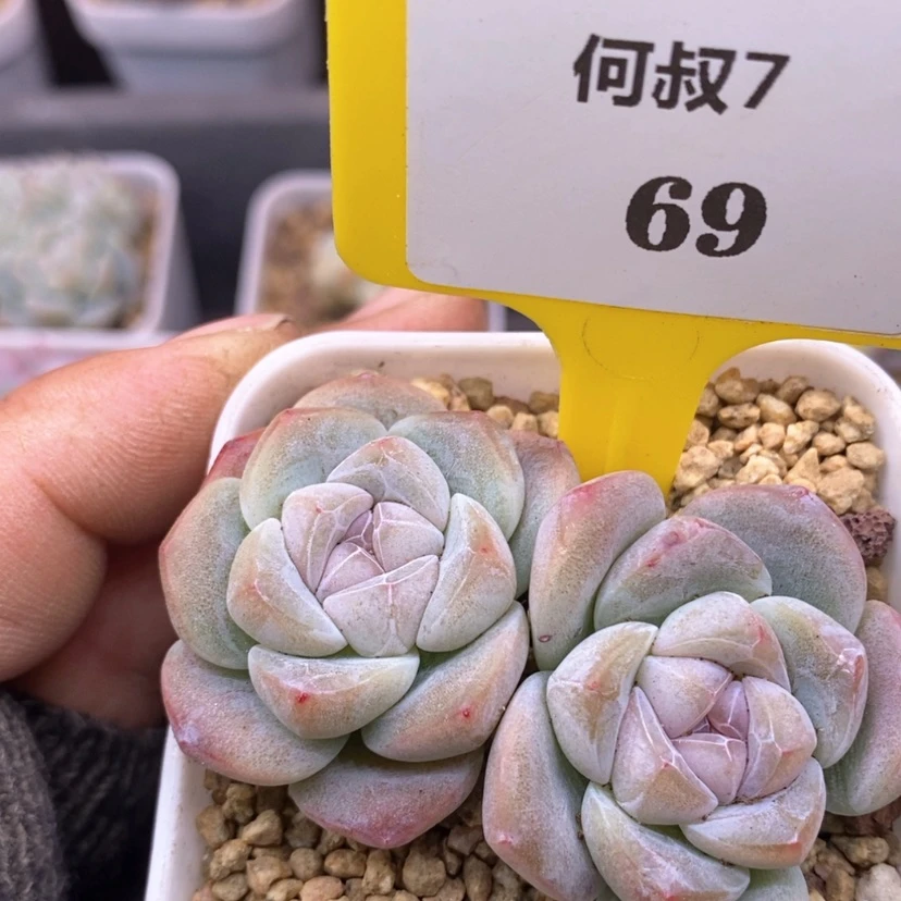 【闪购商品】b***否769冰玉