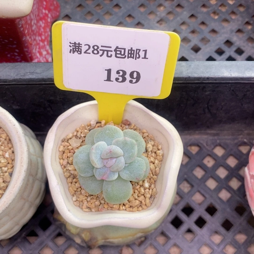 胡*图1139冰玉石化多肉植物