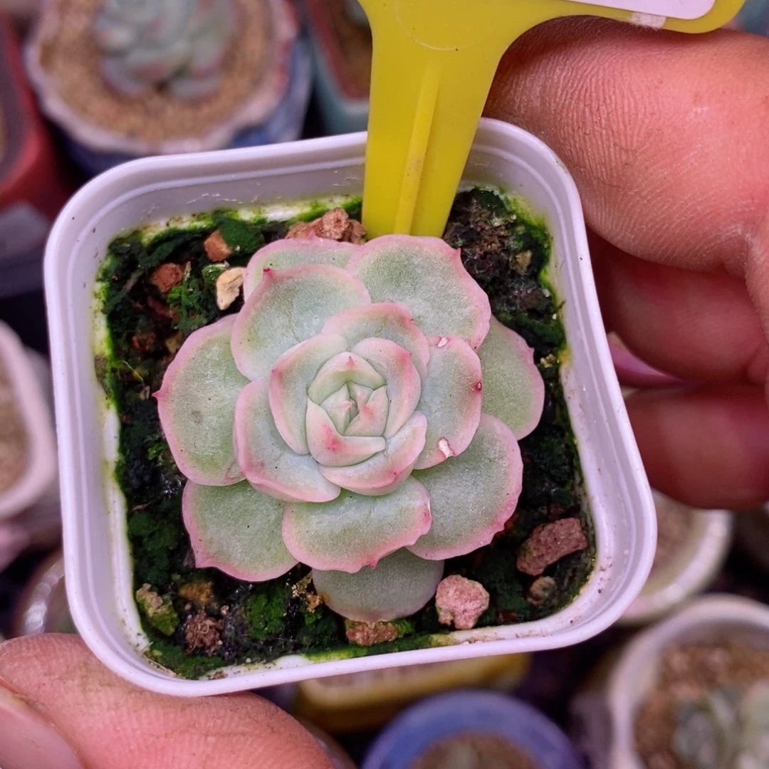 2259水晶虾饺多肉植物