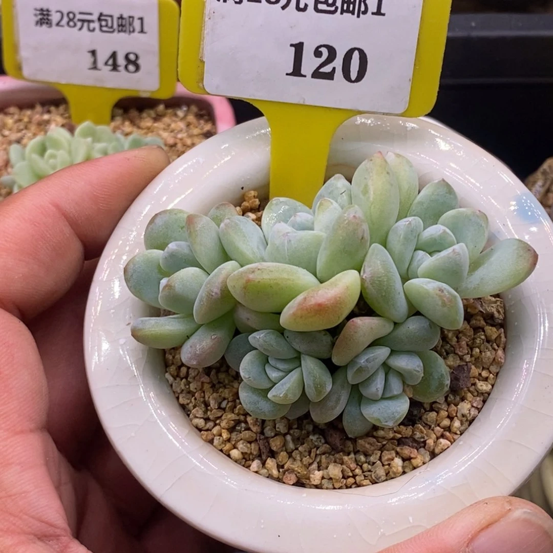 1120冰玉5头群……