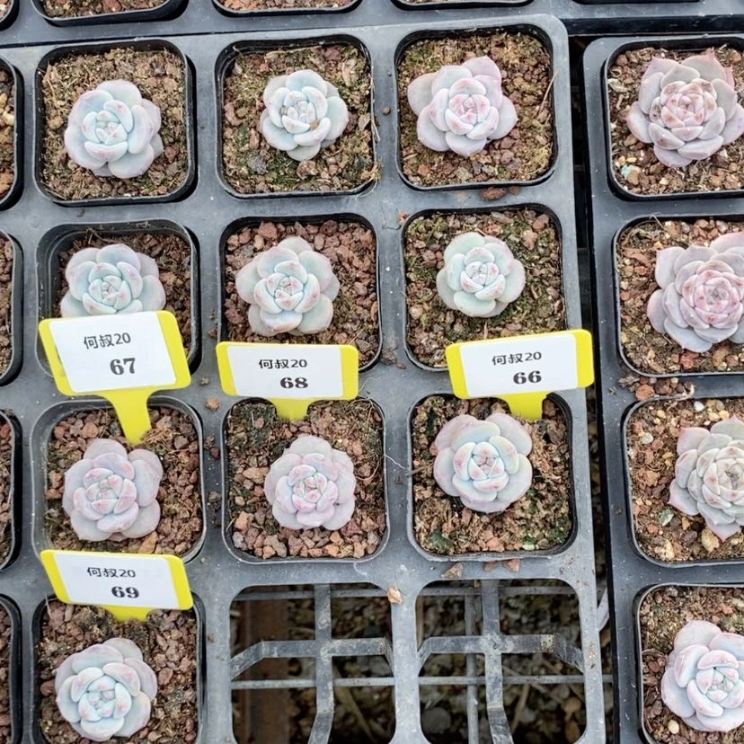 【闪购商品】?****爱2868.69脱土，多肉