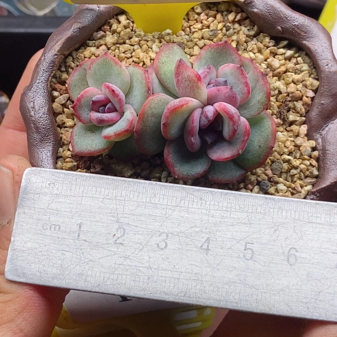 8120黑橙子石化三头福利多肉