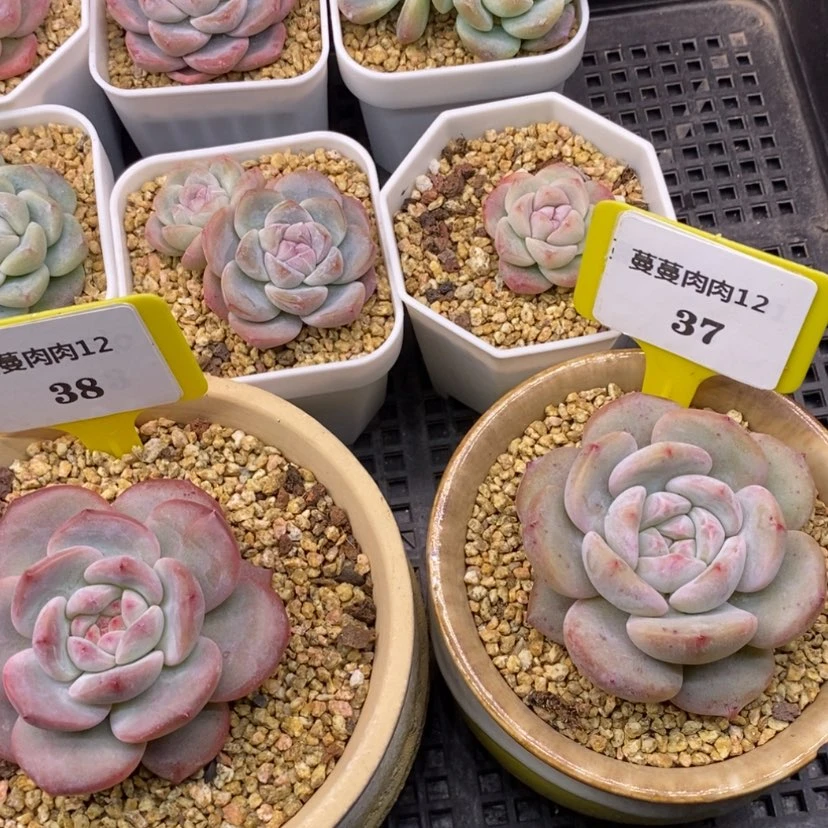 【闪购商品】1230.37脱土,星影多肉