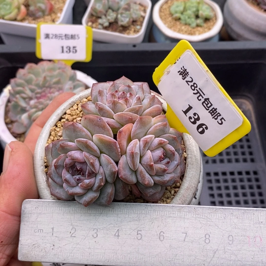 5136冰魄三头趴地多肉