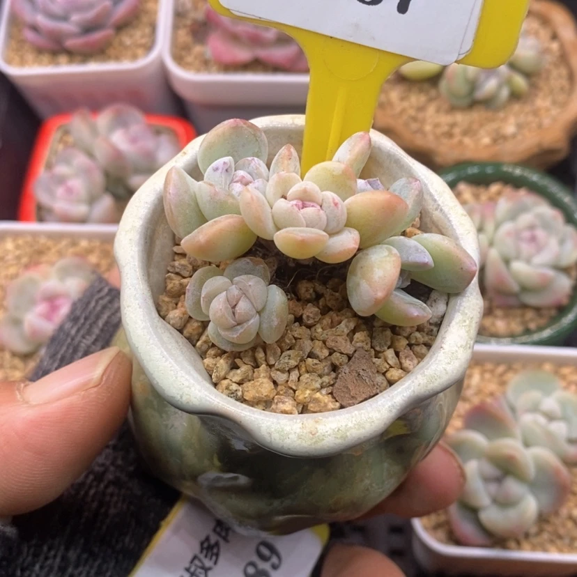 【闪购商品】艳***.10187冰玉脱