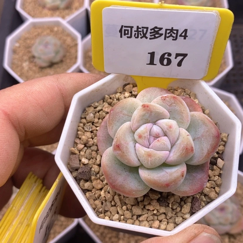 【闪购商品】发***干4167冰玉多肉