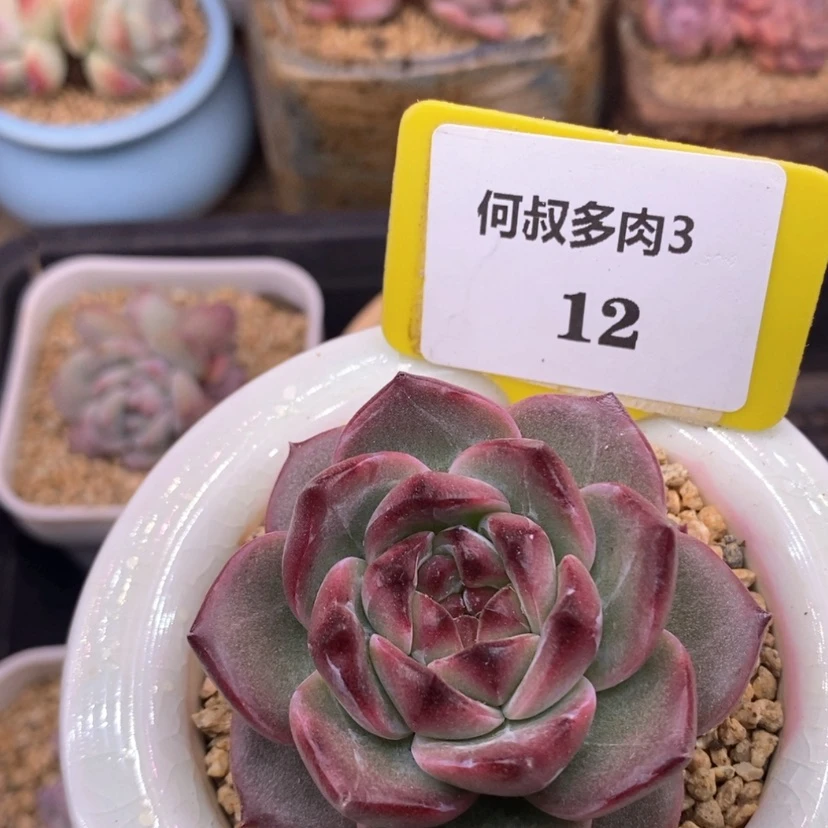 【闪购商品】嗨****！312肯梦珍妮，陶瓷盆发