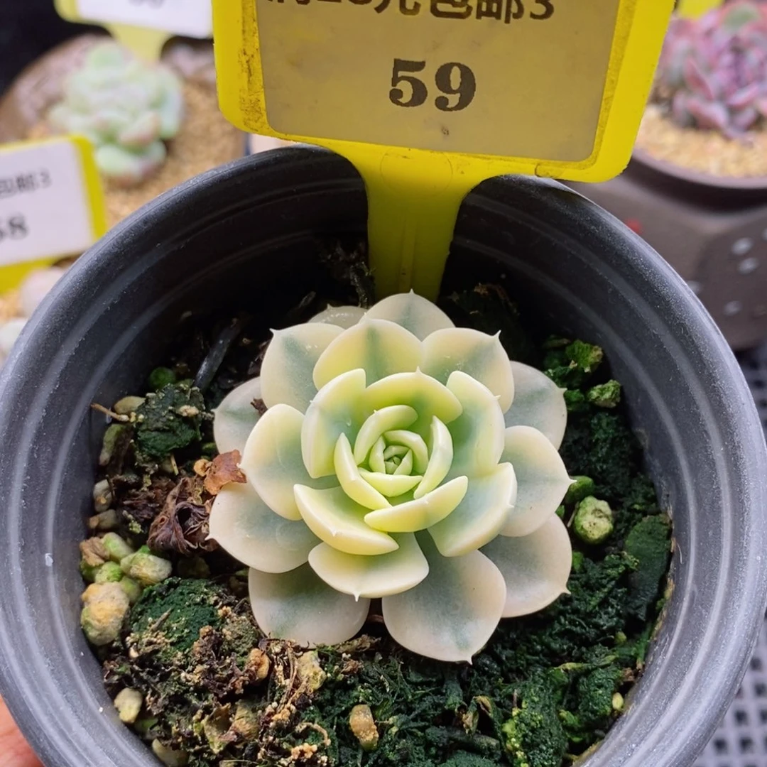 依**然359鲁式锦多肉植物