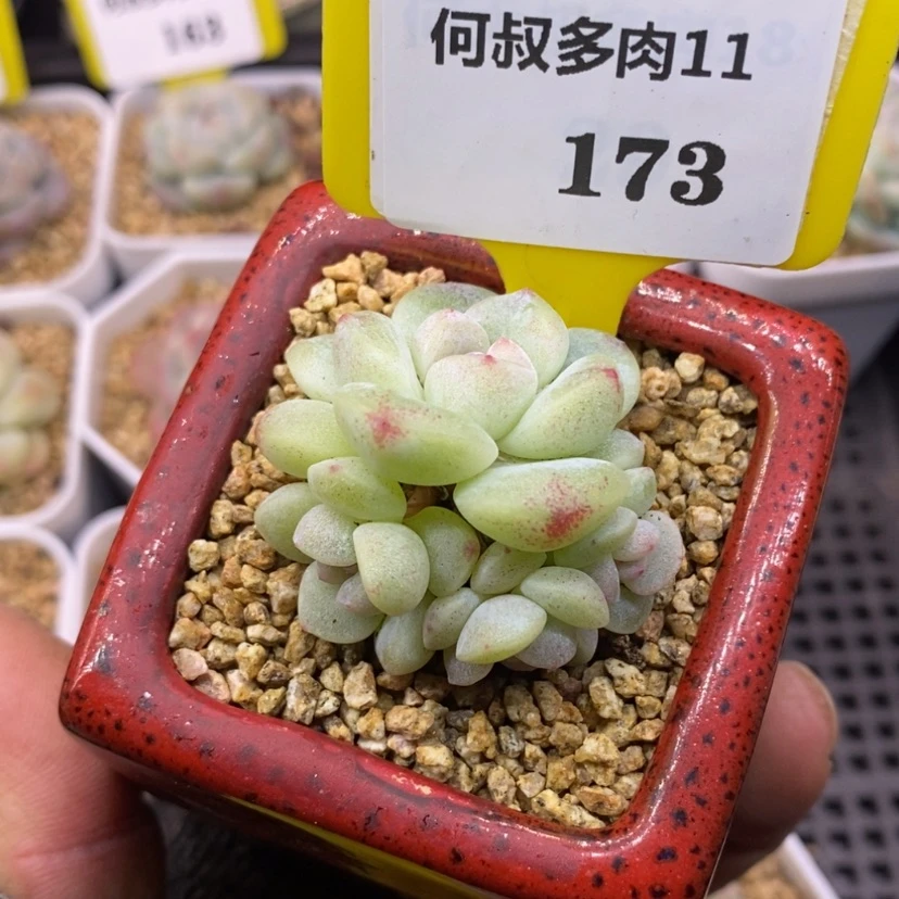 【闪购商品】11173,小肉链接