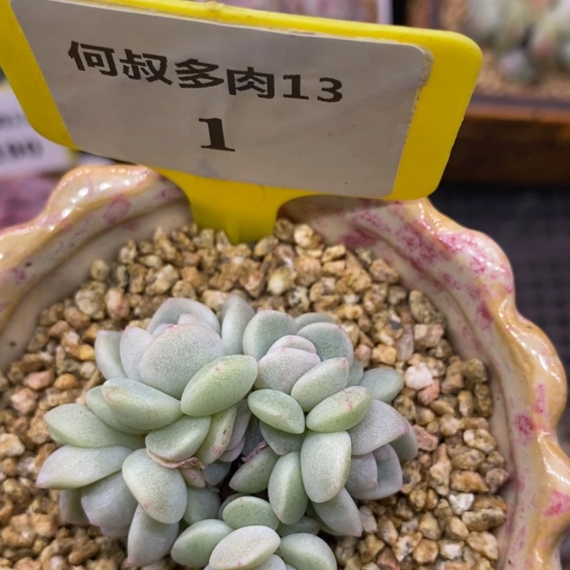 【闪购商品】超*杰131冰玉白方多肉