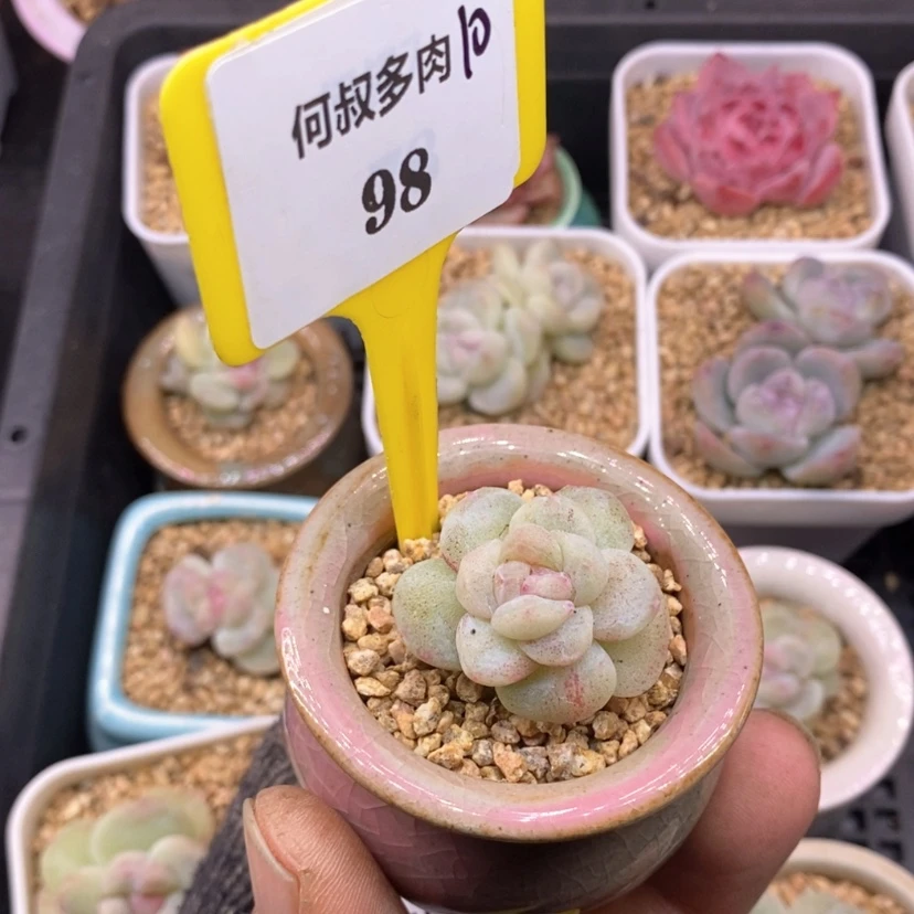 【闪购商品】盈***笑1098白方，冰玉石化多肉
