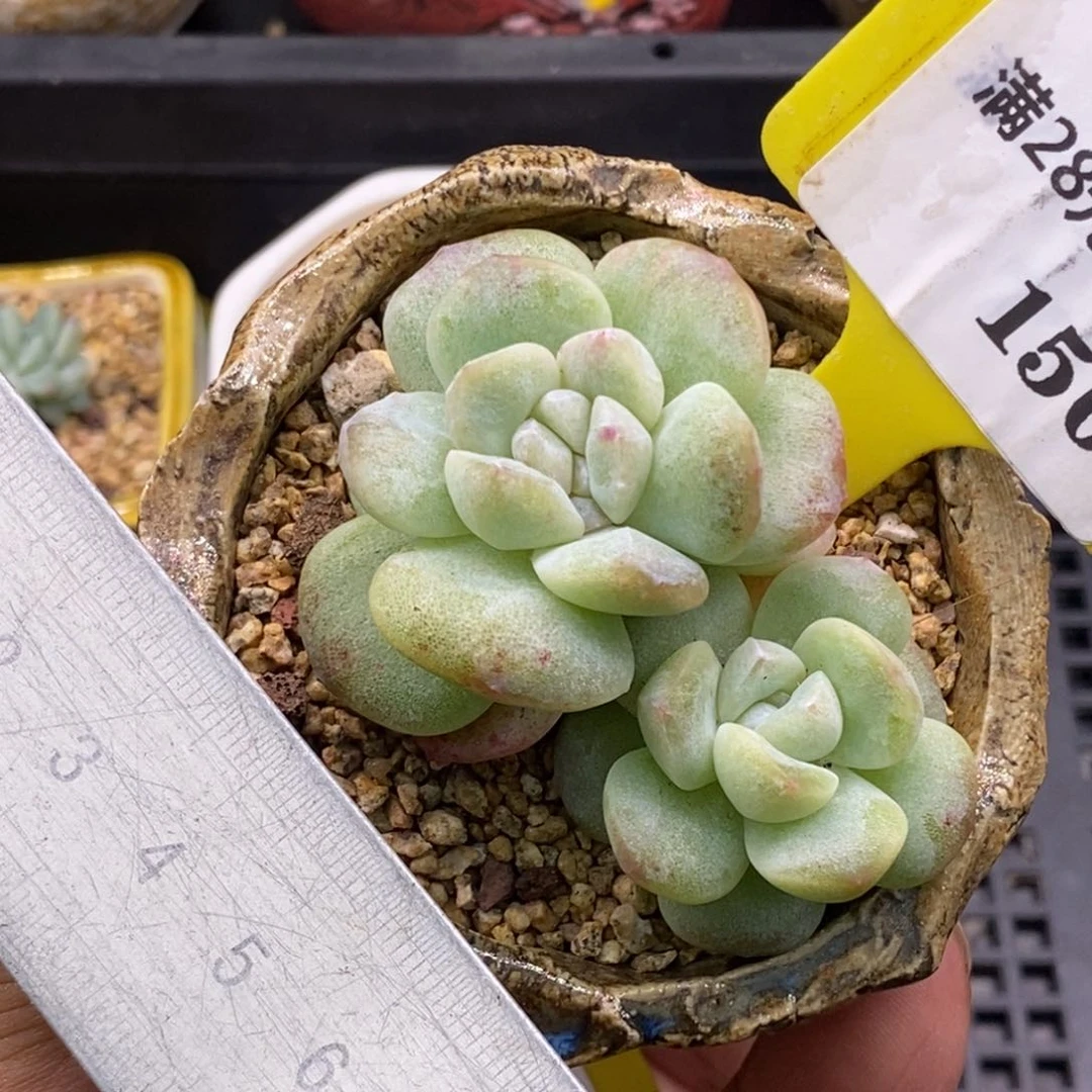 1150冰玉双头老，多肉