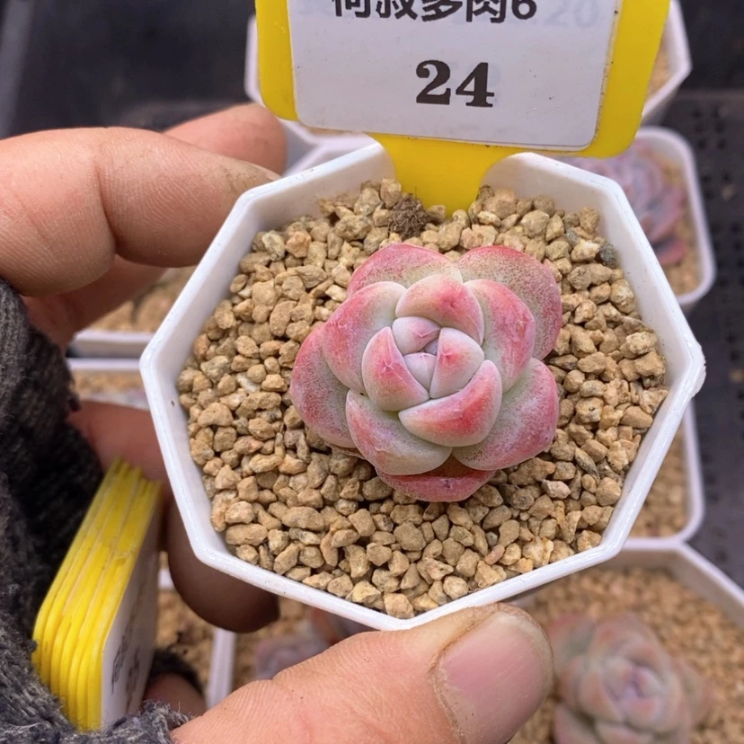 【闪购商品】安**?624冰玉