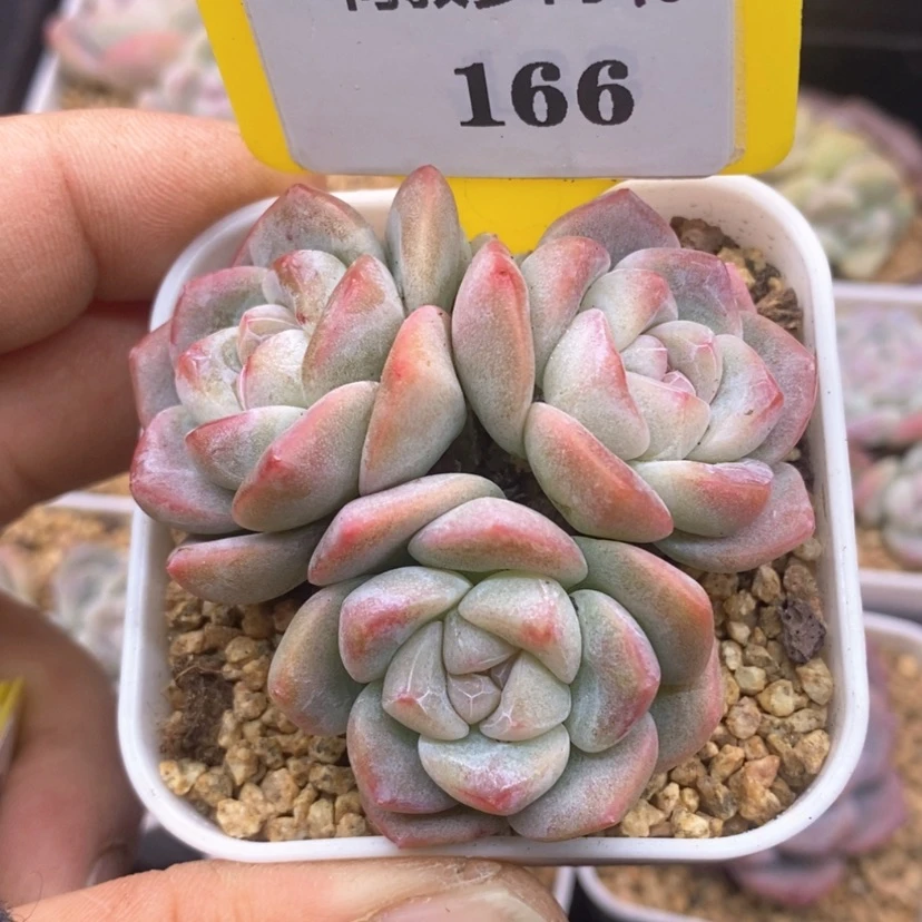 【闪购商品】8****心10166冰玉