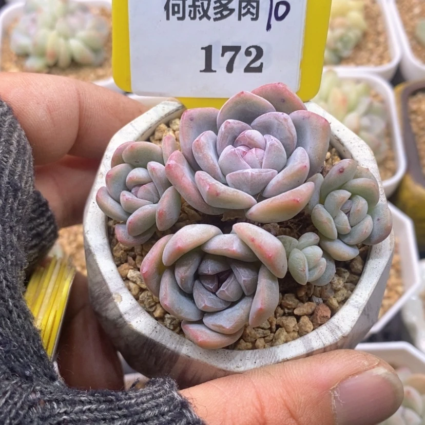 【闪购商品】F*李10172冰玉，白方
