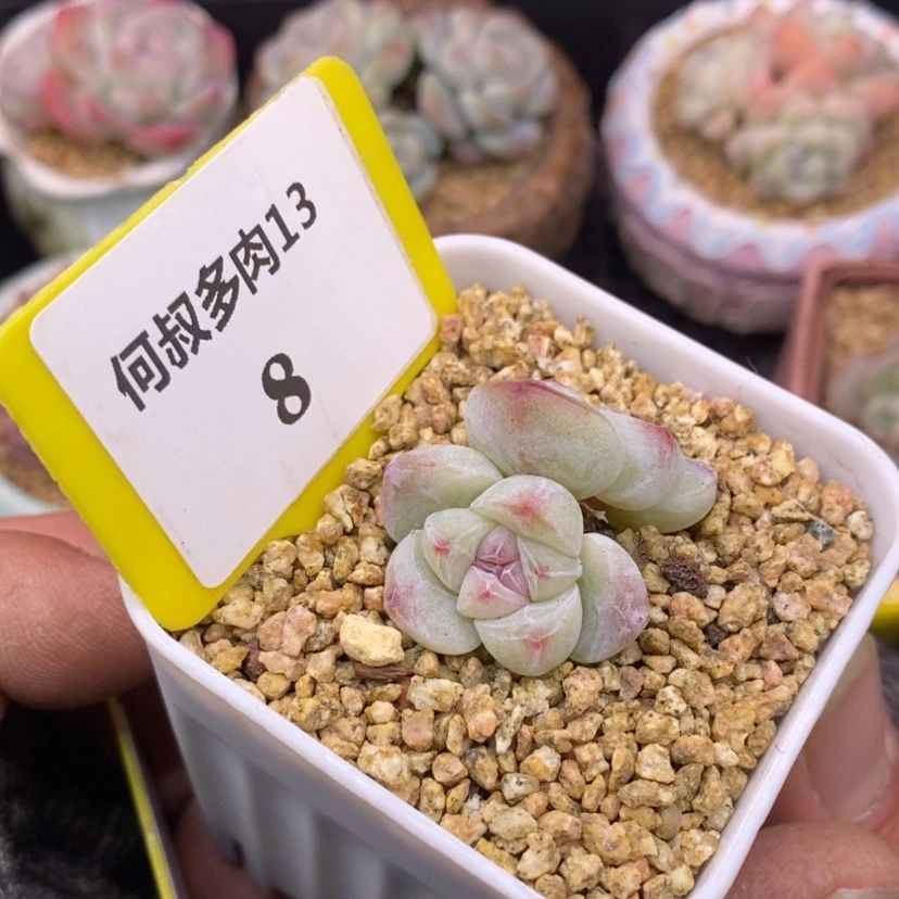 【闪购商品】138糖心冰玉