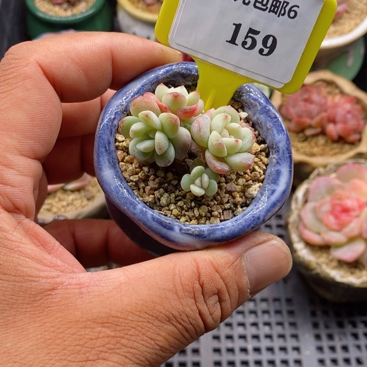 丶*雨6159冰玉群多肉植物