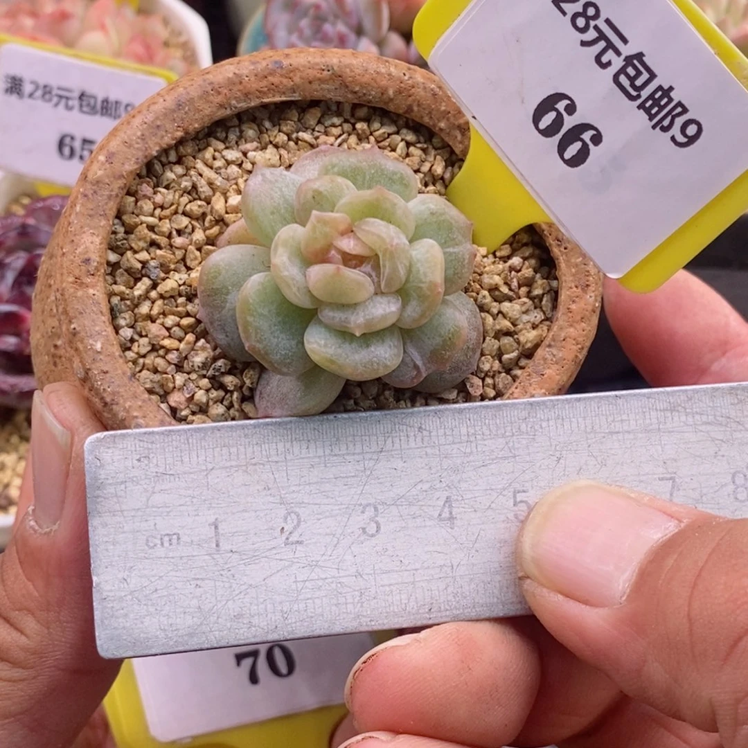 966白恋石化彩锦多肉植物