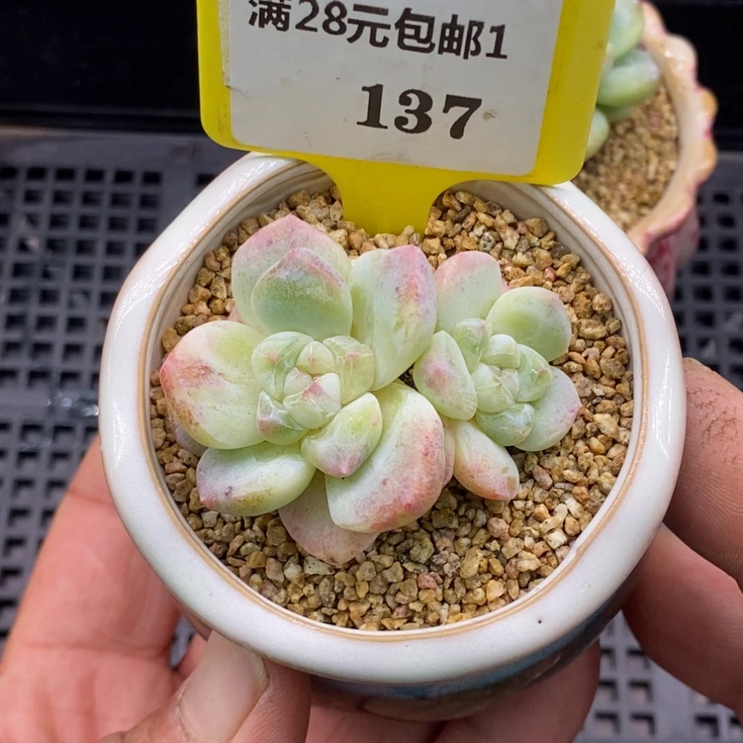 1137厚梦石化多肉植物
