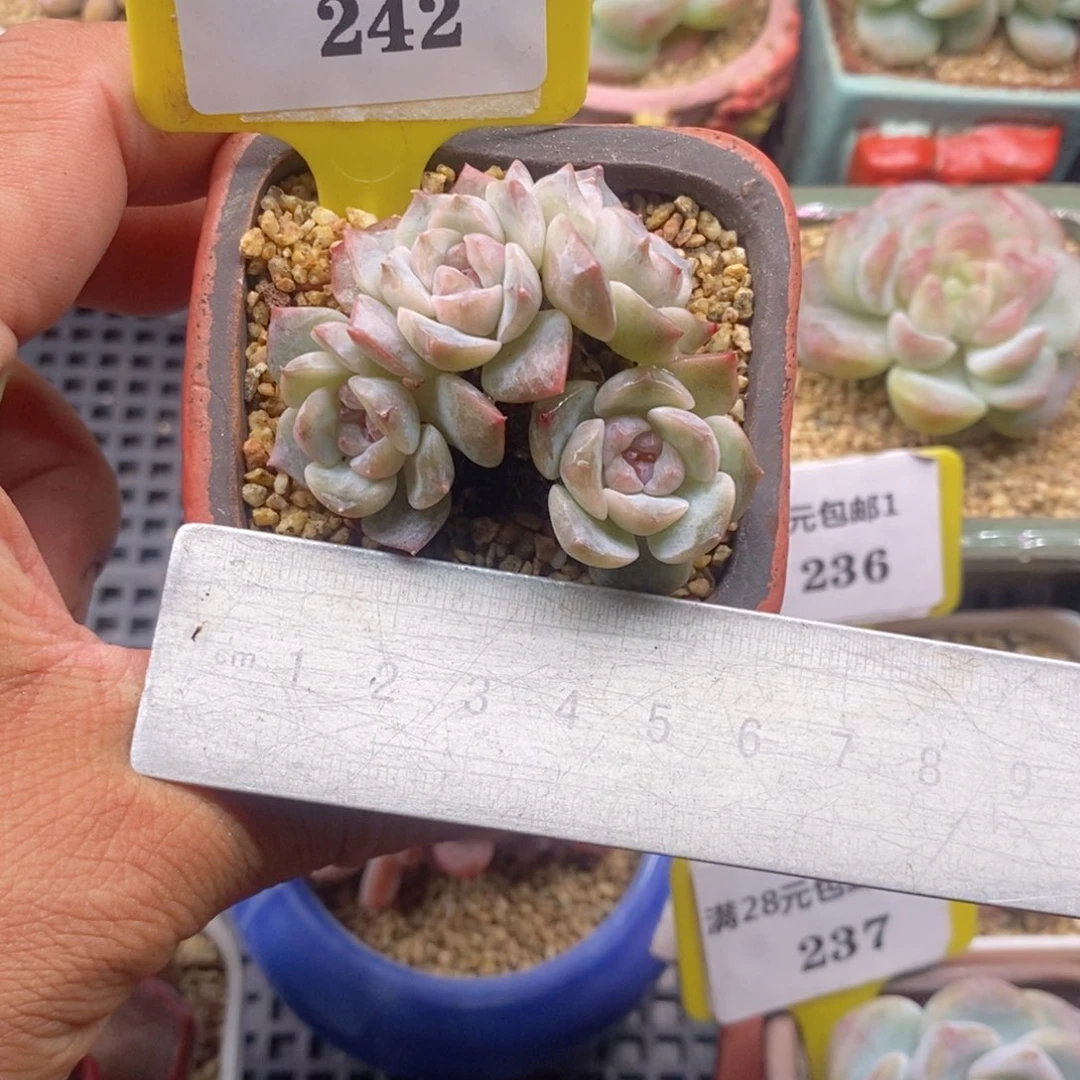 1242糖心四头小树多肉