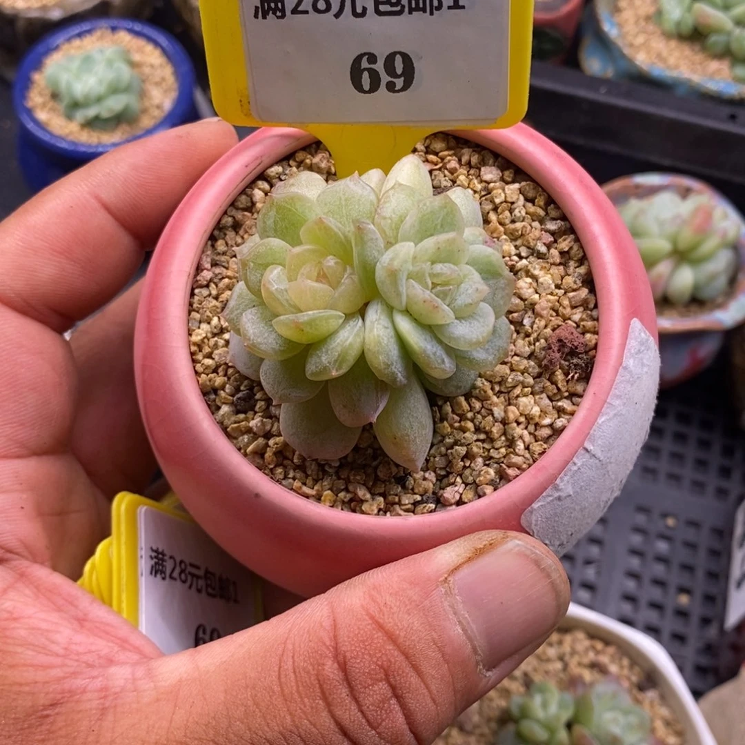 169白恋石化分心多肉